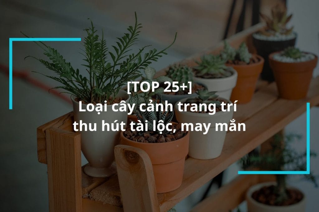 Cây cảnh trang trí thu hút tài lộc