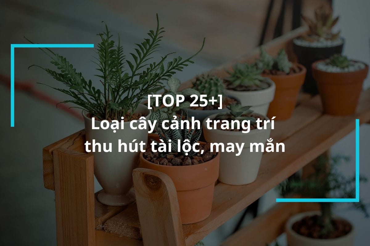 Cây cảnh trang trí thu hút tài lộc
