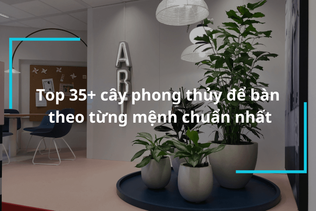 Cây phong thủy để bàn