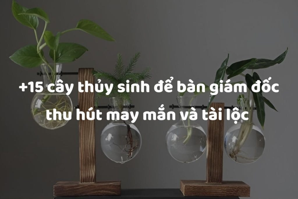 cây thủy sinh để bàn giám đốc thu hút may mắn và tài lộc