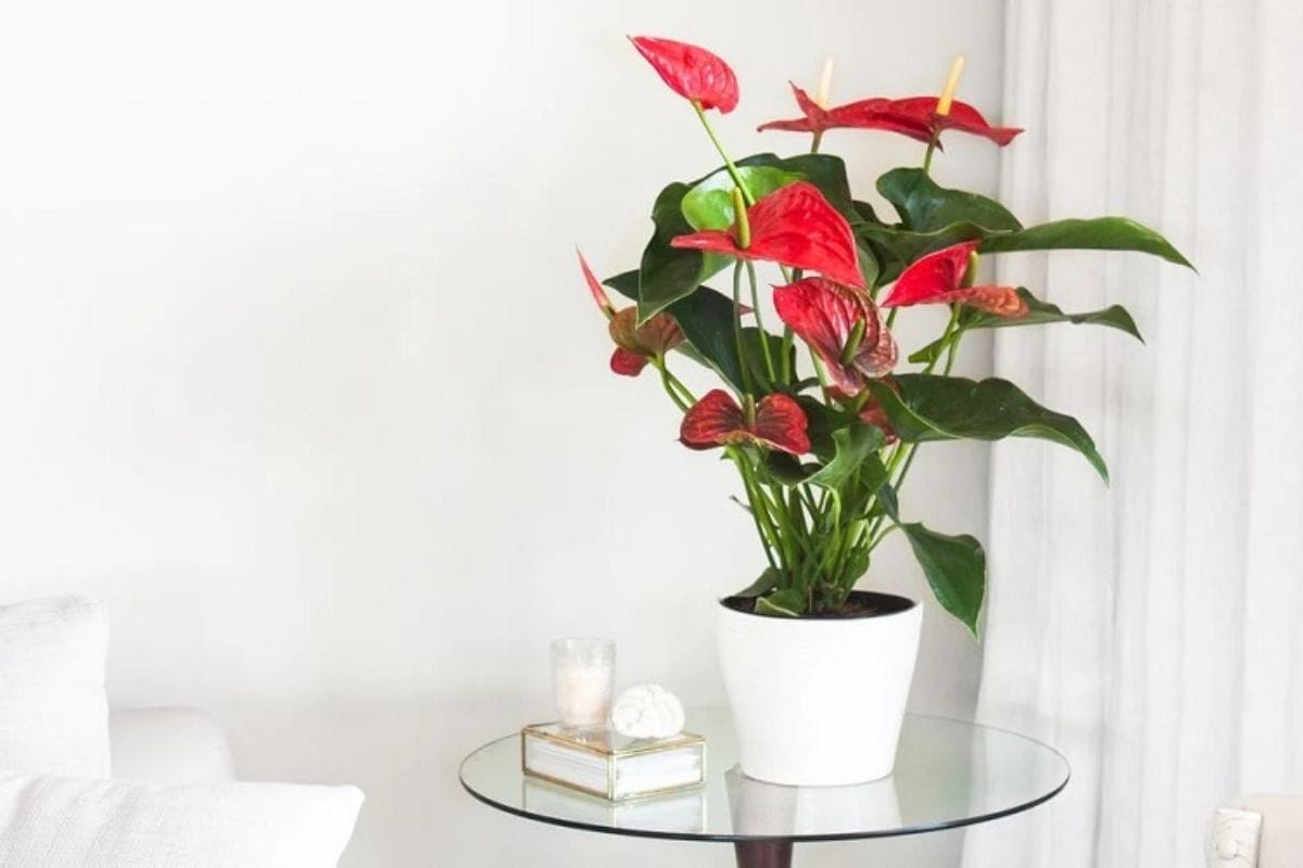 Cây hồng môn trang trí bàn làm việc