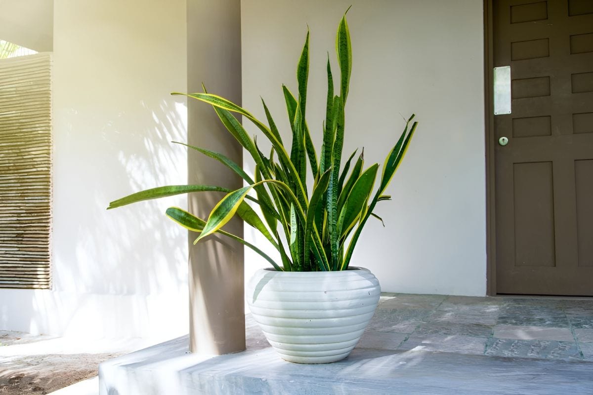 Cây lưỡi hổ trang trí bàn làm việc