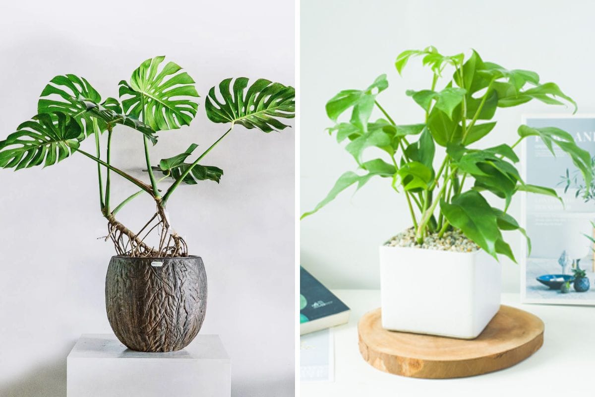 Cây trang trí - Cây Monstera