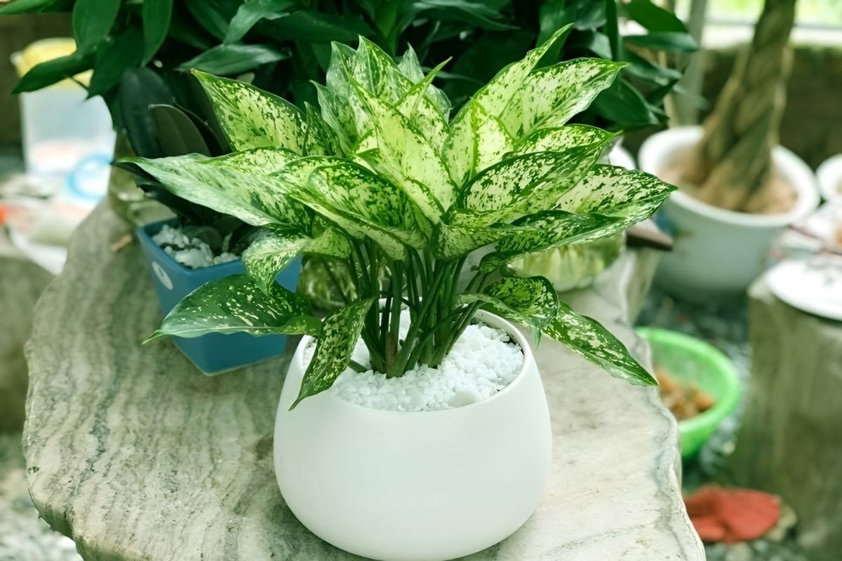 Cây vạn niên thanh trang trí bàn làm việc
