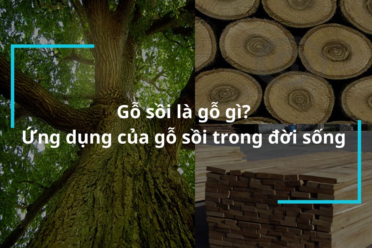 Gỗ sồi là gỗ gì