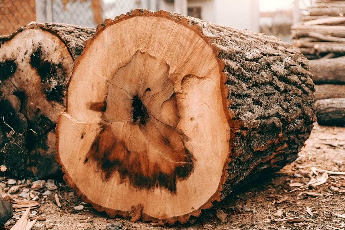 Ưu nhược điểm của gỗ sồi