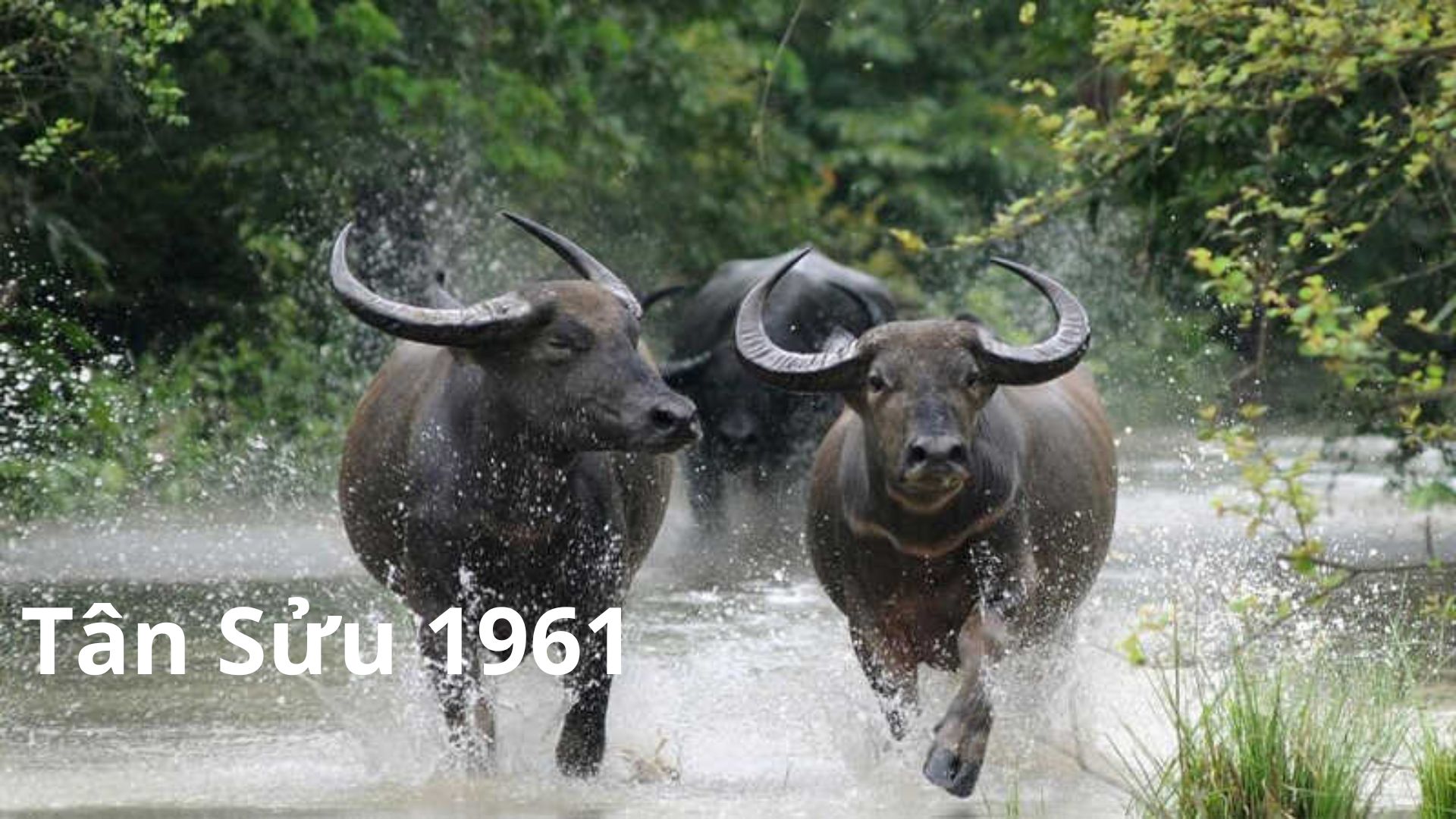 Lựa chọn cây để bàn giám đốc tuổi Tân Sửu