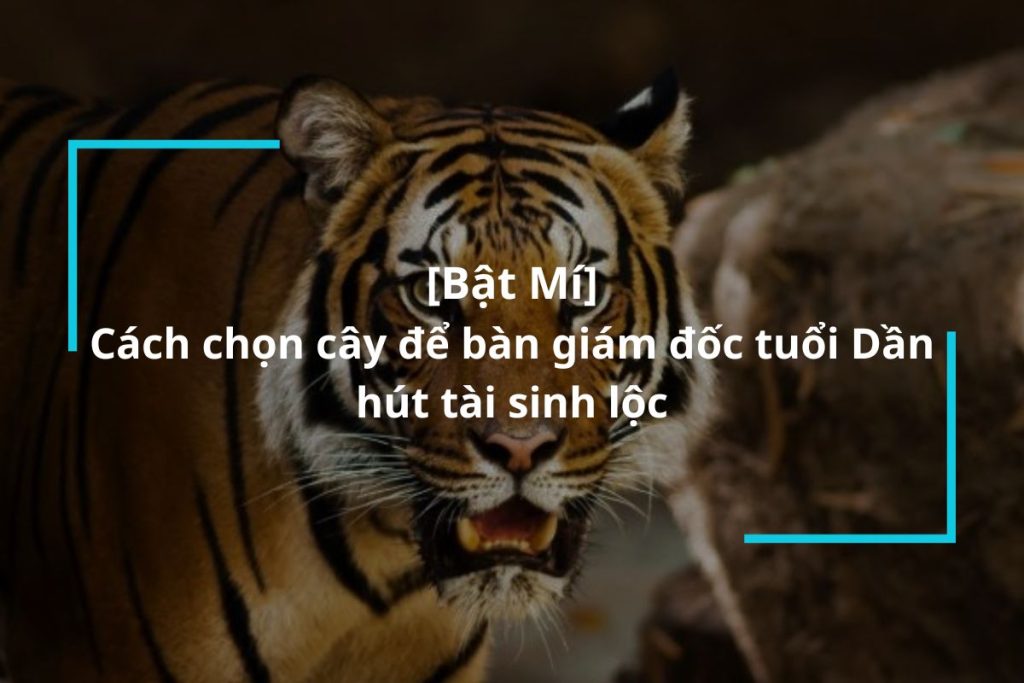 Cách lựa chọn cây để bàn giám đốc tuổi Dần