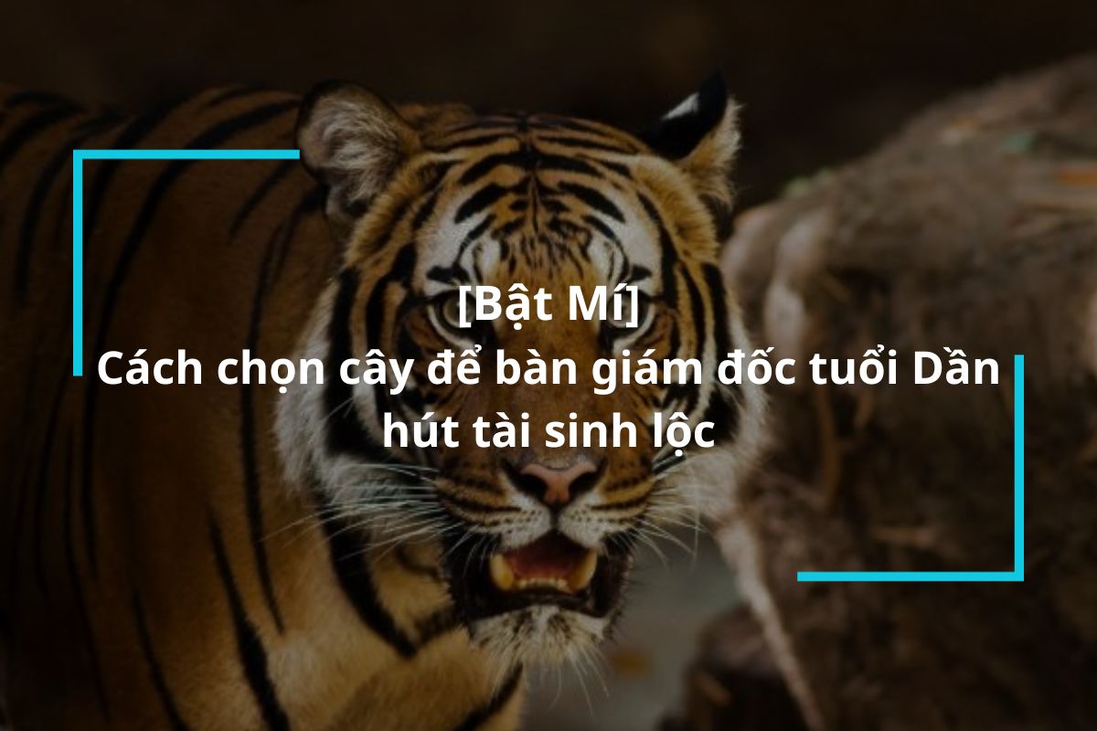 Cách lựa chọn cây để bàn giám đốc tuổi Dần