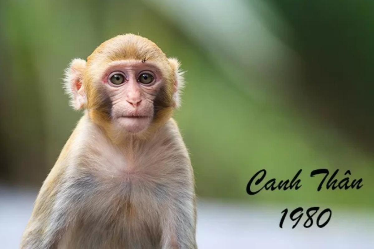 Lựa chọn cây để bàn giám đốc tuổi Canh Thân