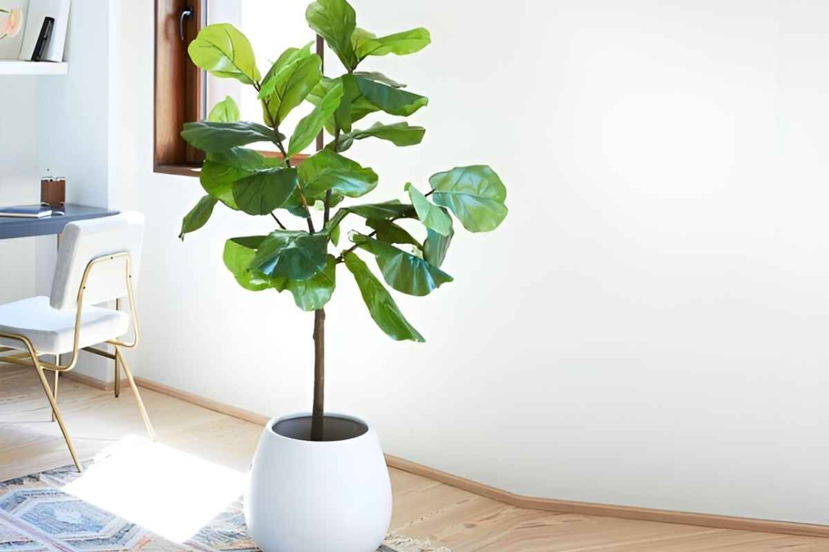 Cây bàng singapore để phòng giám đốc