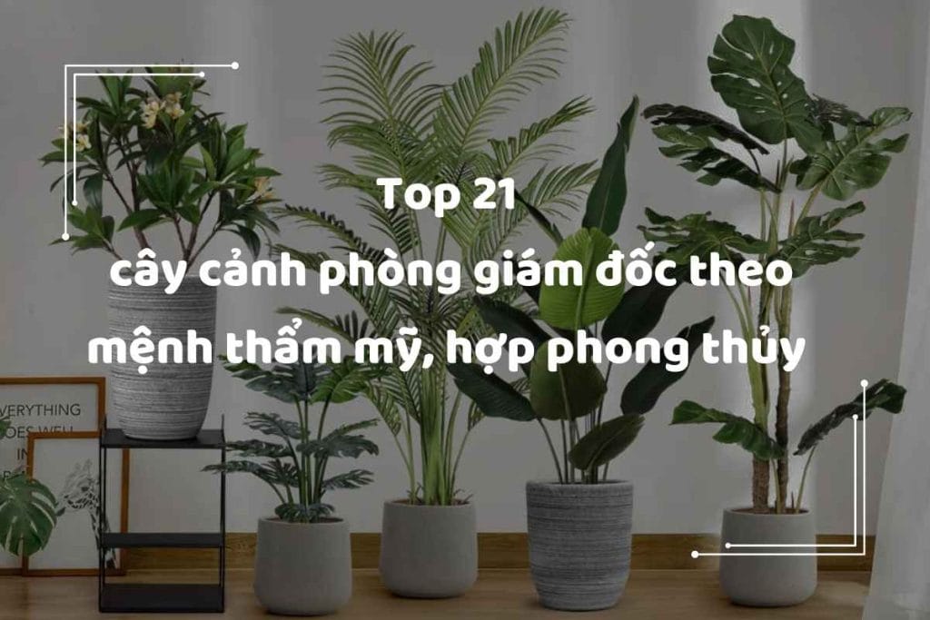 Cây cảnh phòng giám đốc