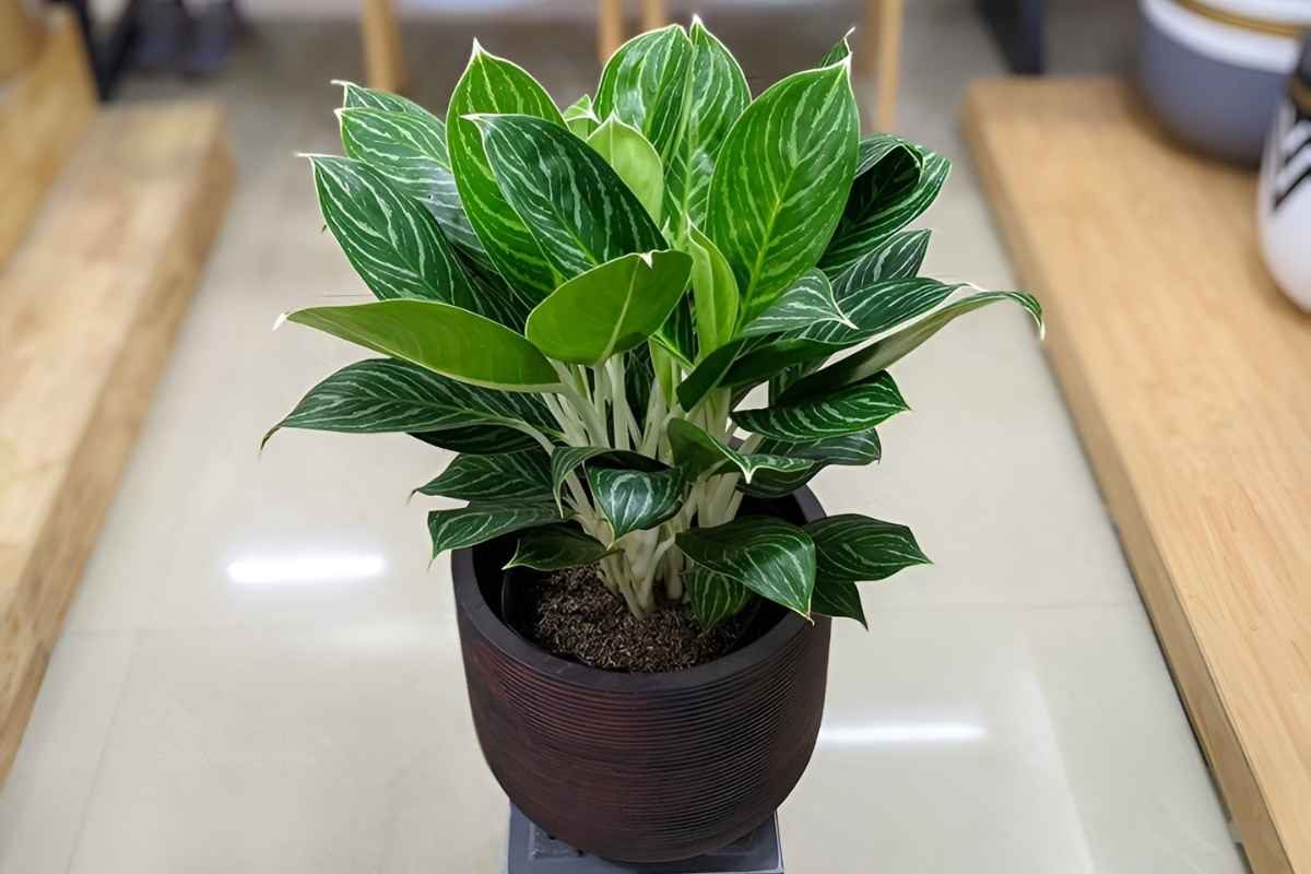 Cây cung điện vàng để phòng giám đốc