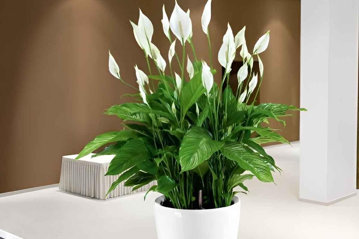 Cây lan ý để phòng giám đốc