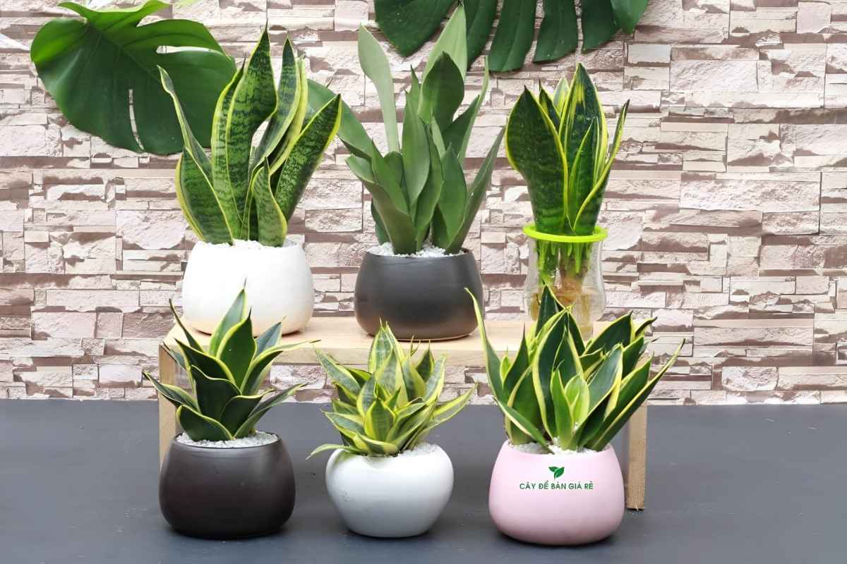 Cây lưỡi hổ để phòng giám đốc