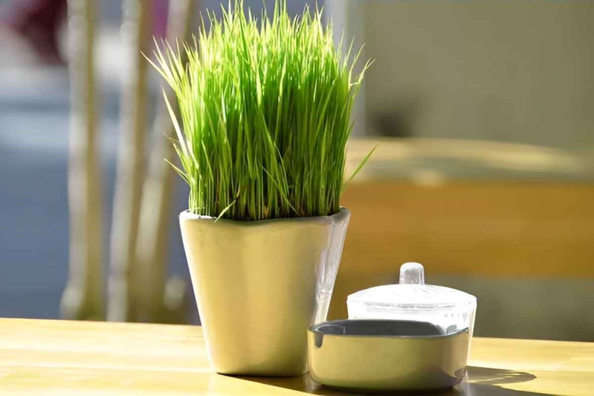 Cây mầm xanh để phòng giám đốc