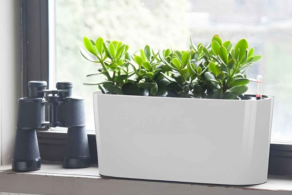 Cây ngọc bích để phòng giám đốc