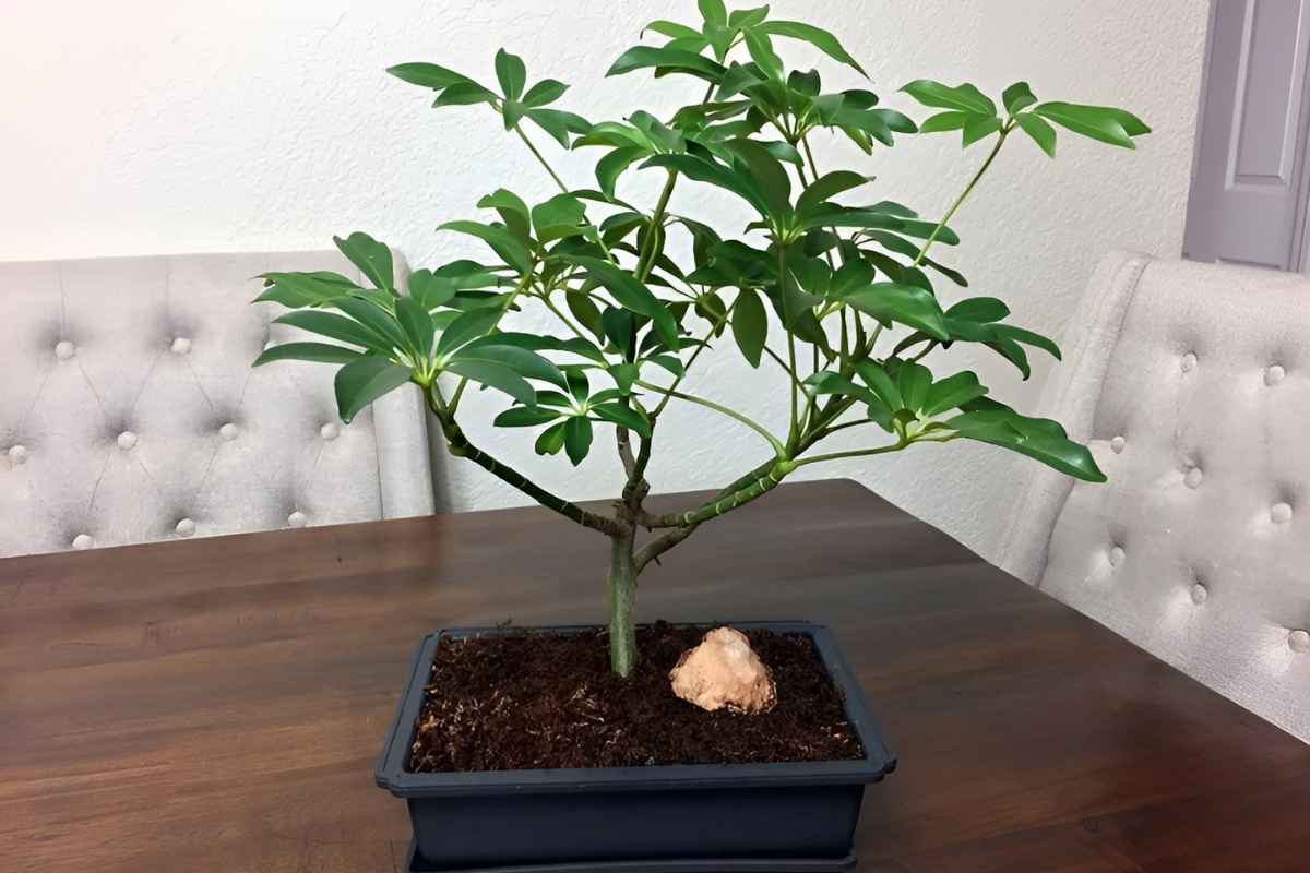 Cây ngũ gia bì để phòng giám đốc