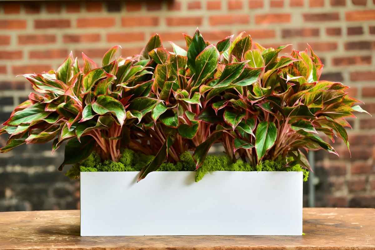 Cây phú quý để phòng giám đốc