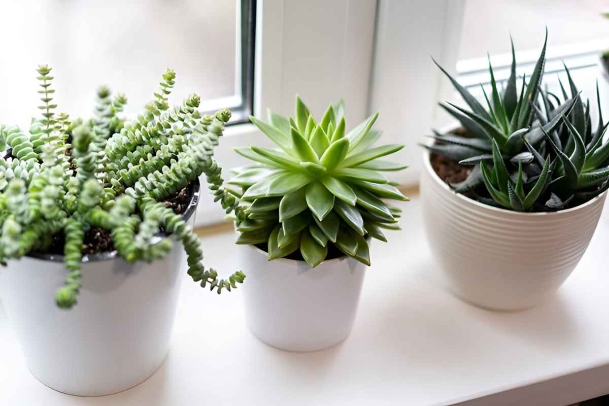 Cây sen đá để phòng giám đốc