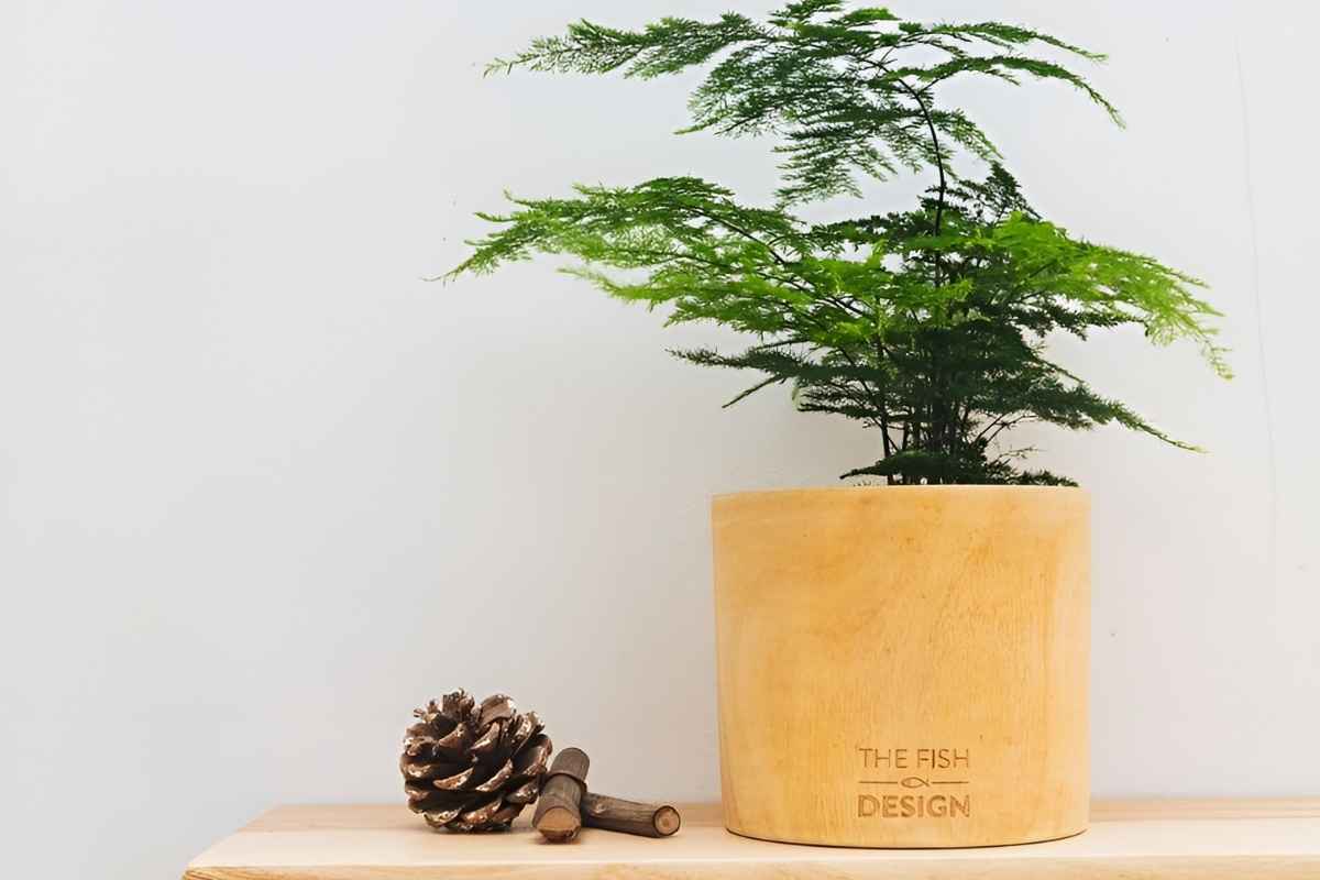 Cây thủy tùng để phòng giám đốc