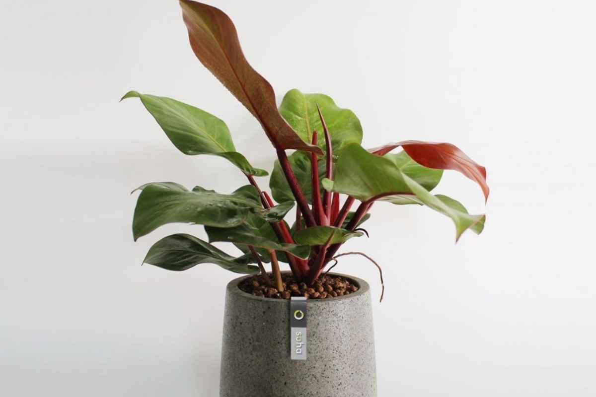 Cây trầu bà đế vương đỏ