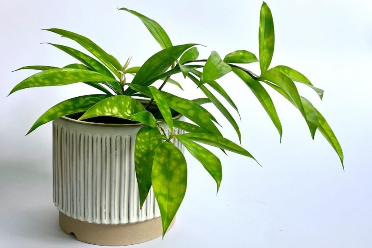 Cây trúc nhật vàng để phòng giám đốc