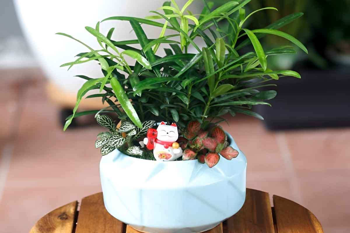 Cây tùng la hán để phòng giám đốc