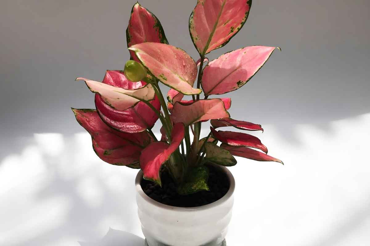 Cây vạn lộc để phòng giám đốc
