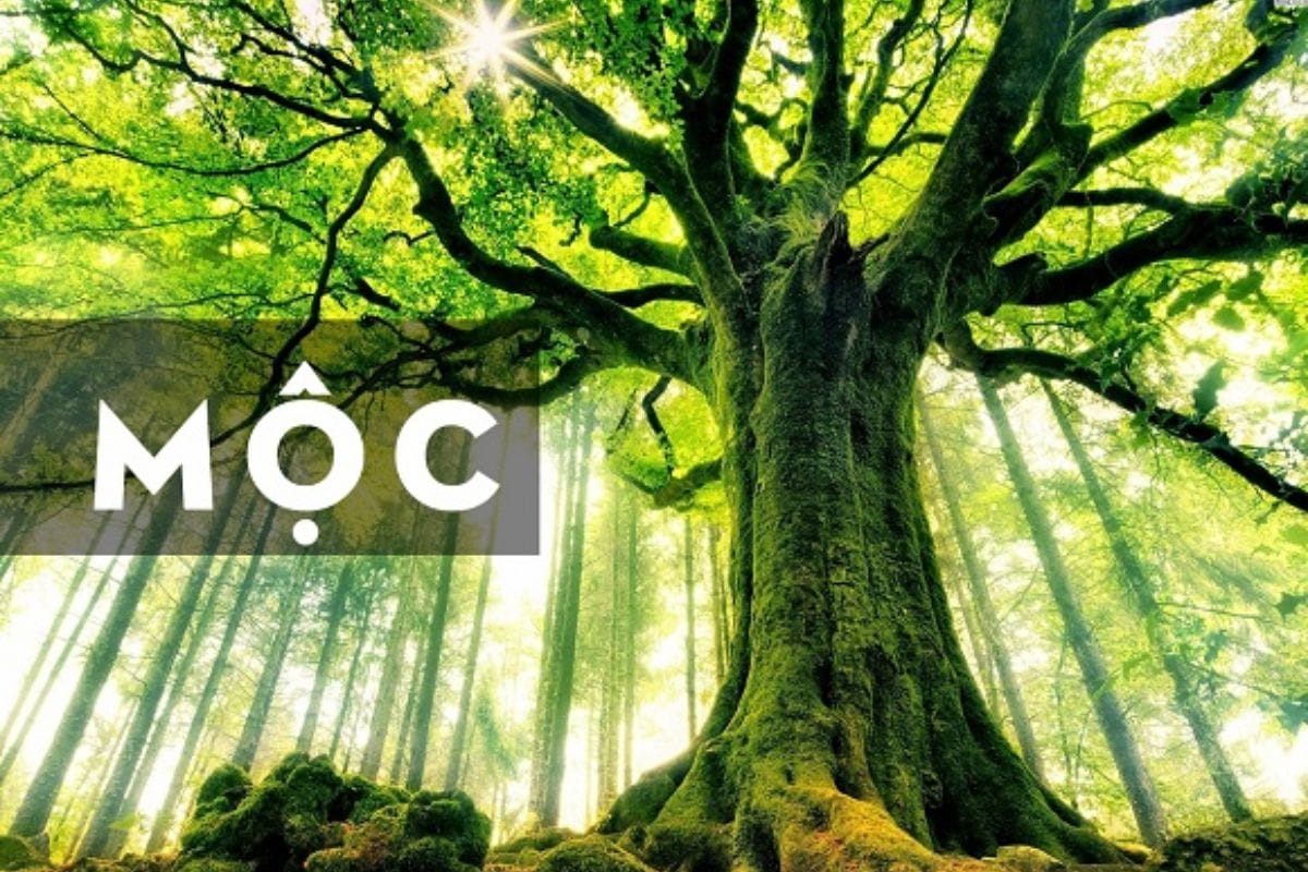 Đôi nét về người mệnh Mộc