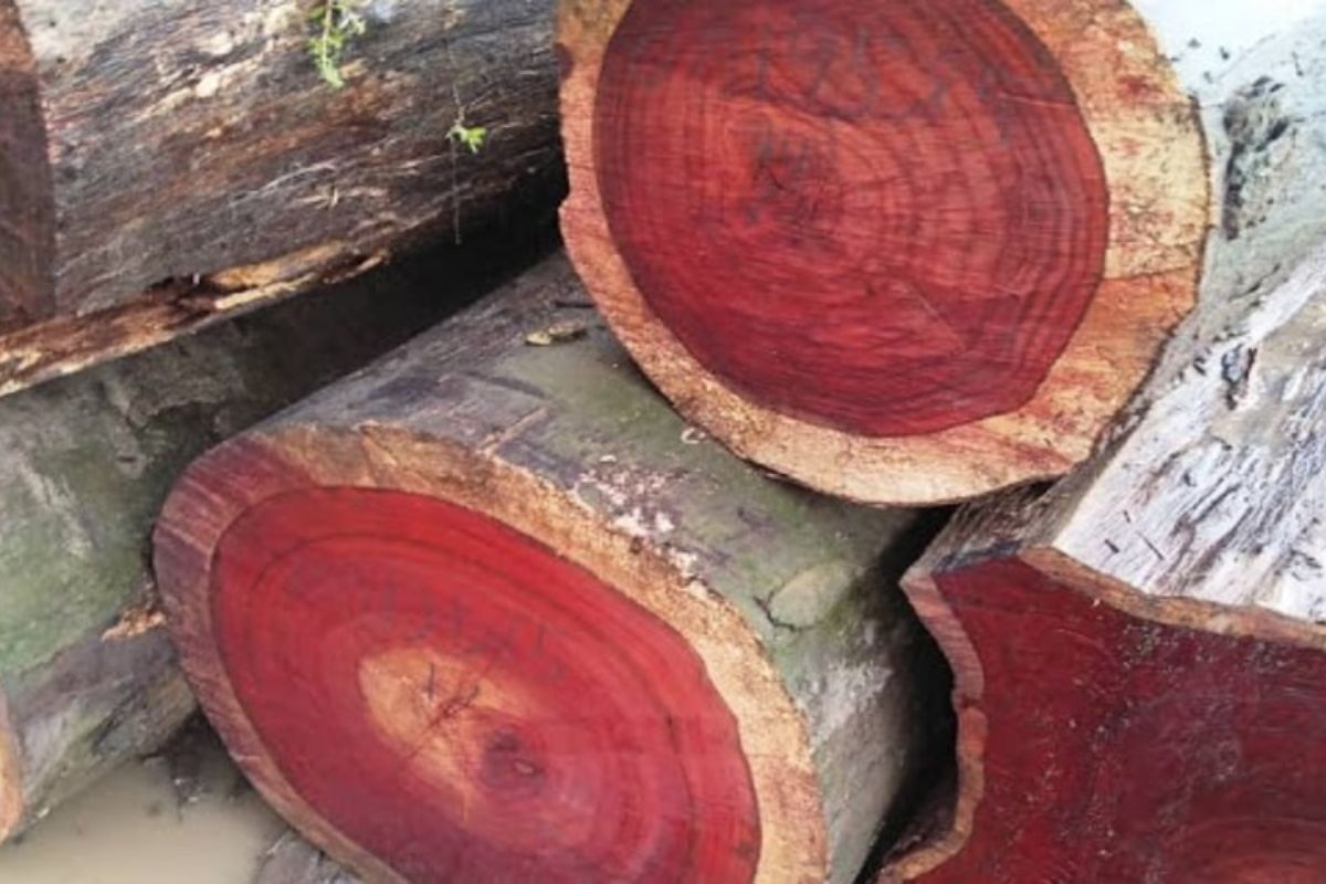 Ưu điểm của gỗ thịt