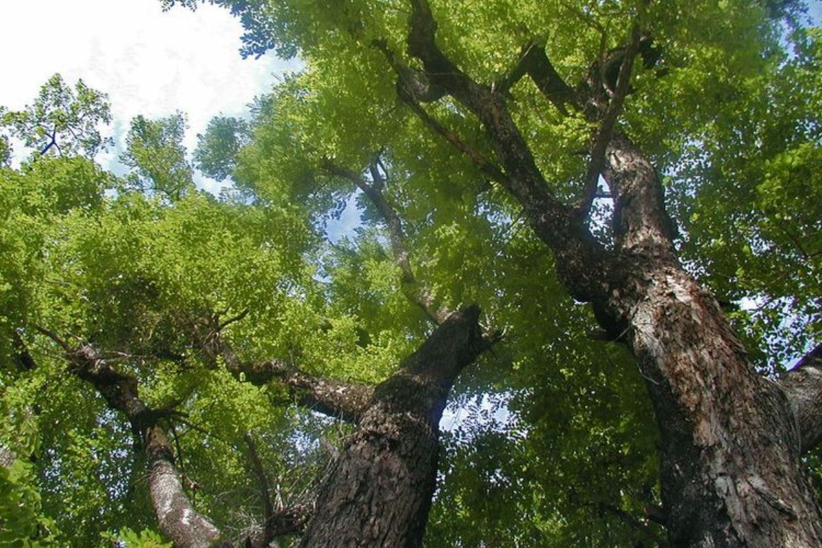 Định nghĩa về gỗ xoan đào