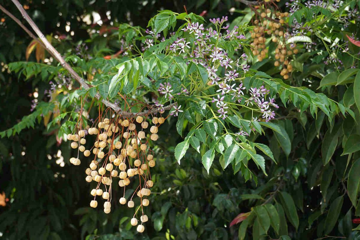 Khái niệm gỗ xoan đào