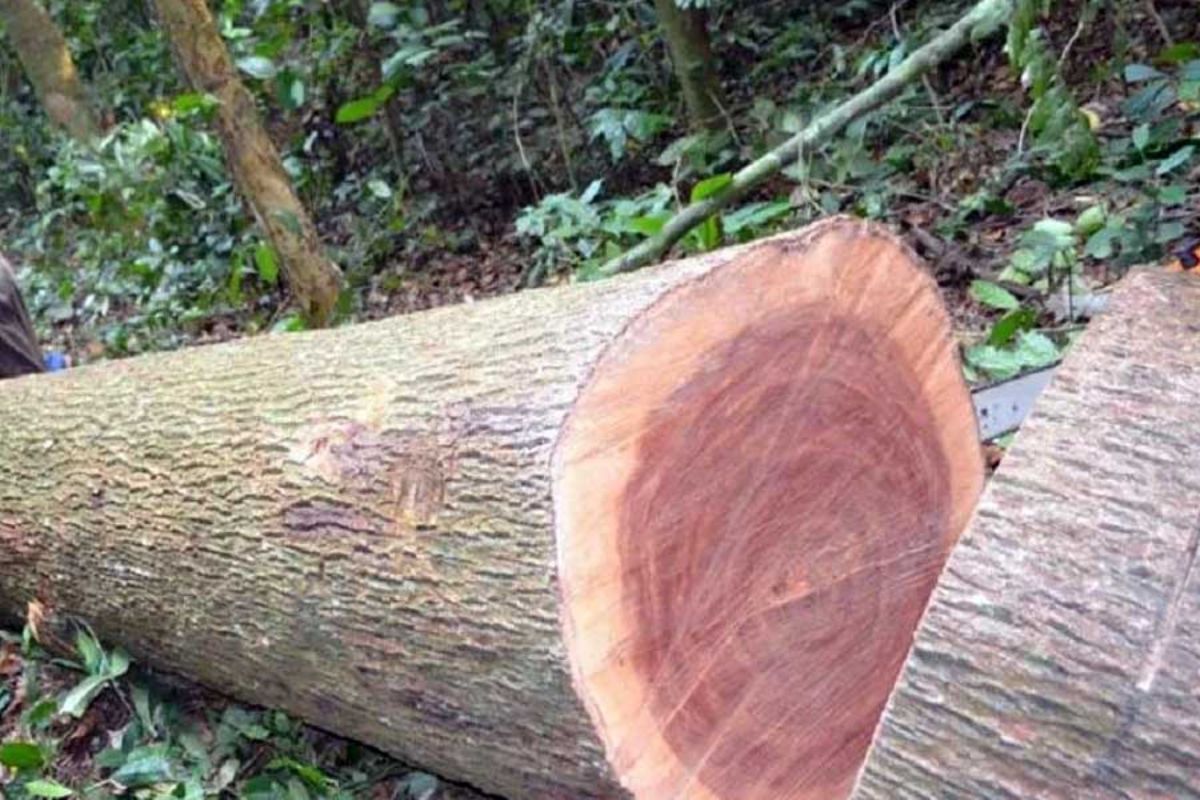 Gỗ xoan đào hoàng anh gia lai