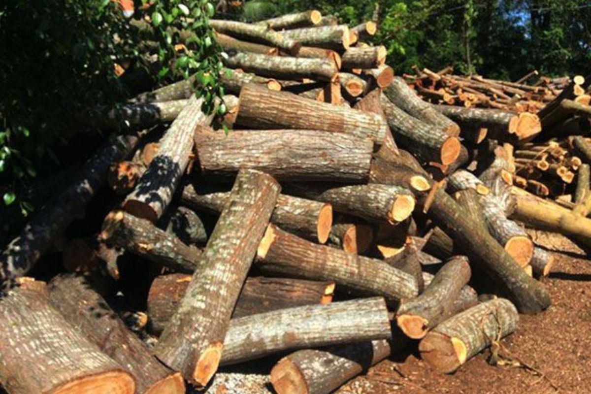 Gỗ xoan đào tây bắc
