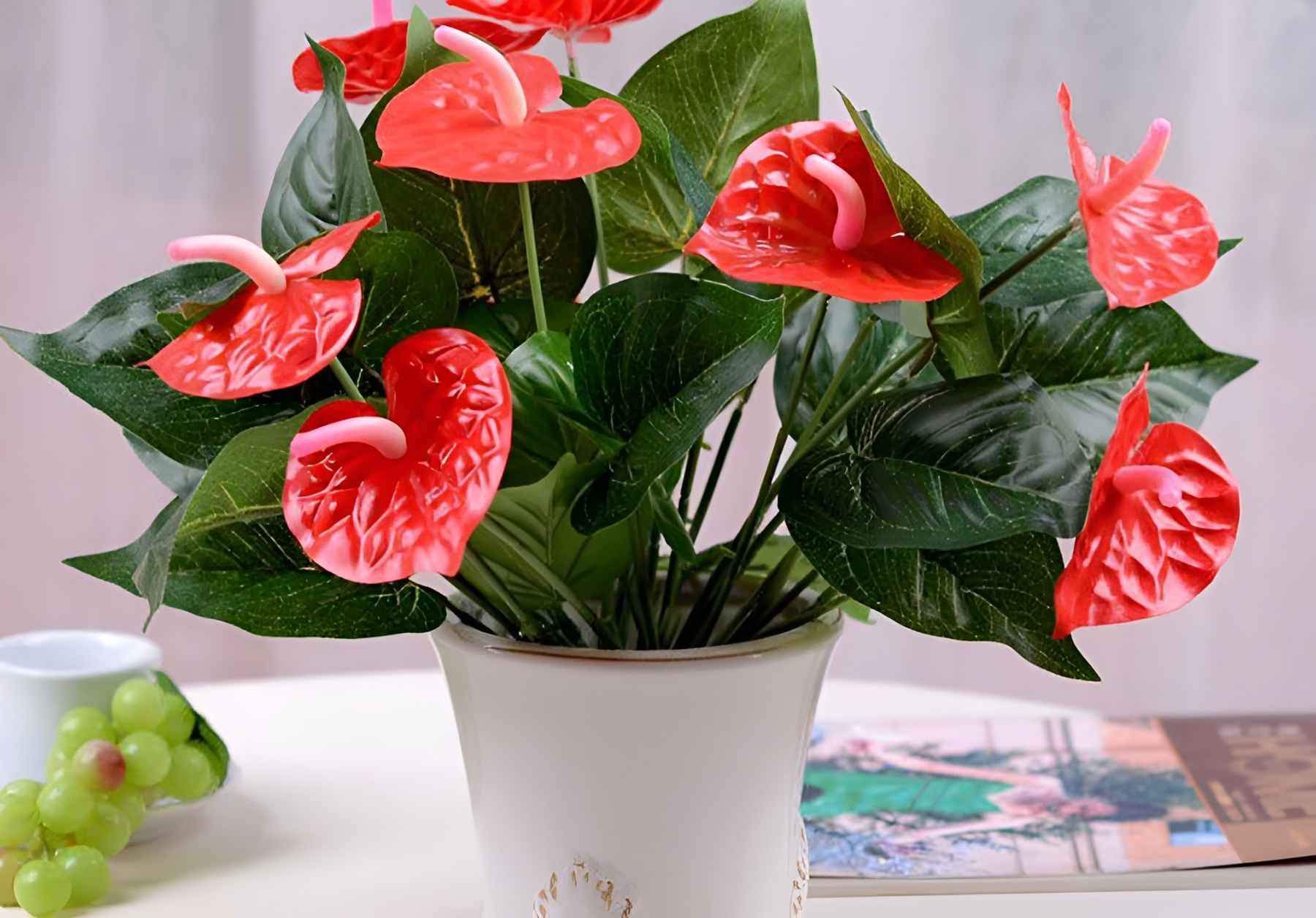 Cây hoa hồng môn để phòng giám đốc