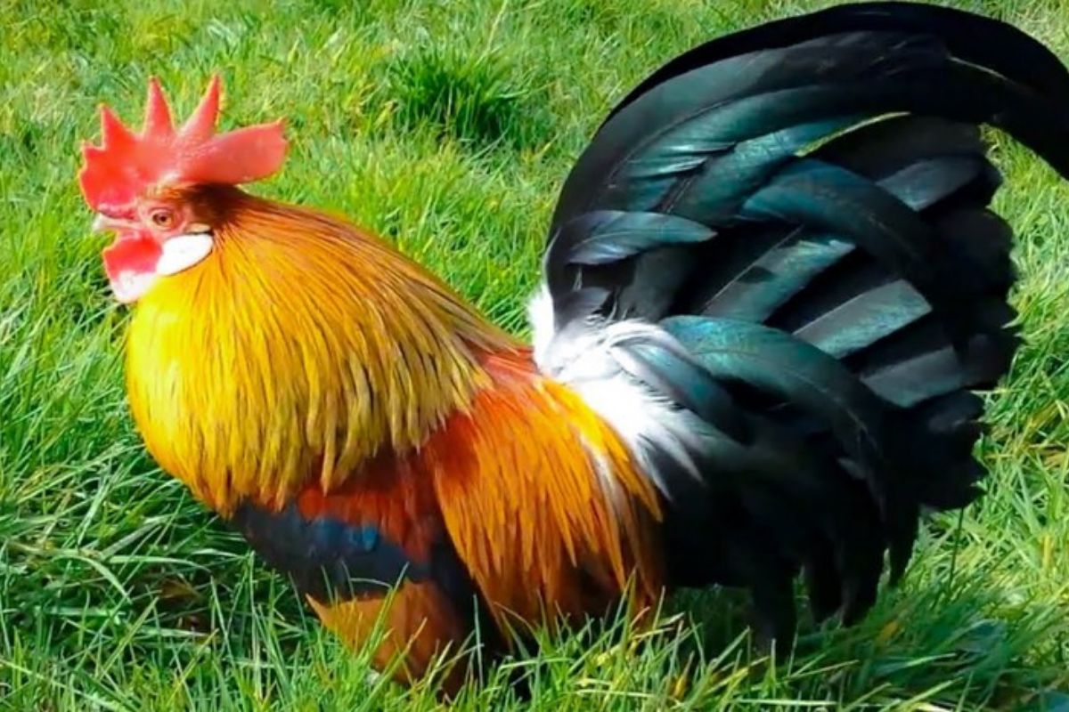 Lựa chọn ghế giám đốc cho người tuổi Quý Dậu