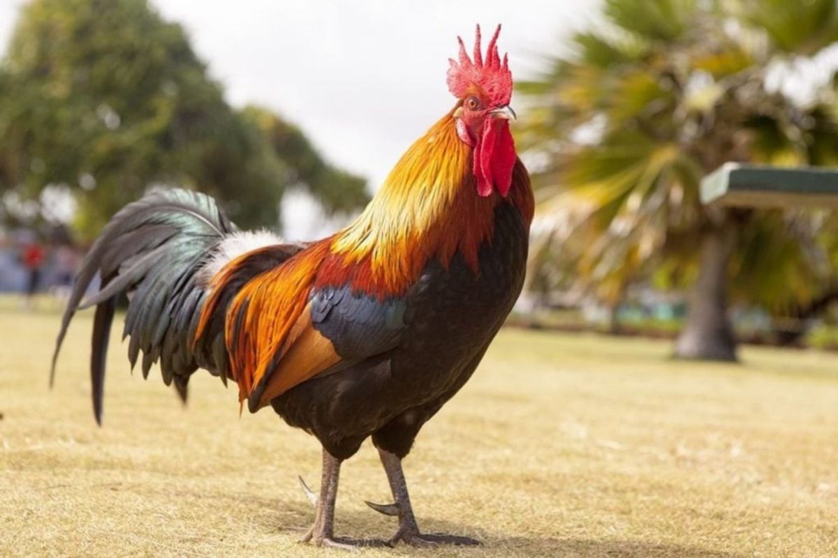 Lựa chọn ghế giám đốc cho người tuổi Tân Dậu