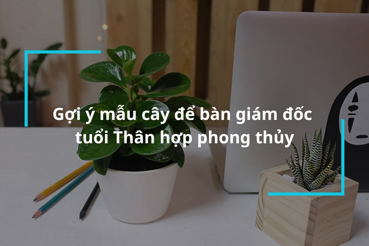 Top mẫu cây để bàn giám đốc tuổi Thân hợp phong thủy