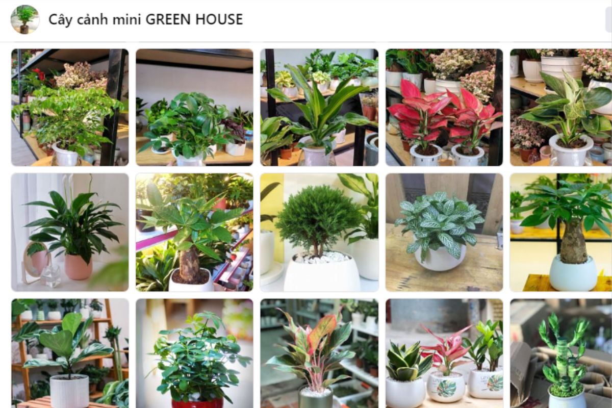 Mini Green House - Địa chỉ mua cây để bàn giám đốc tuổi Ngọ