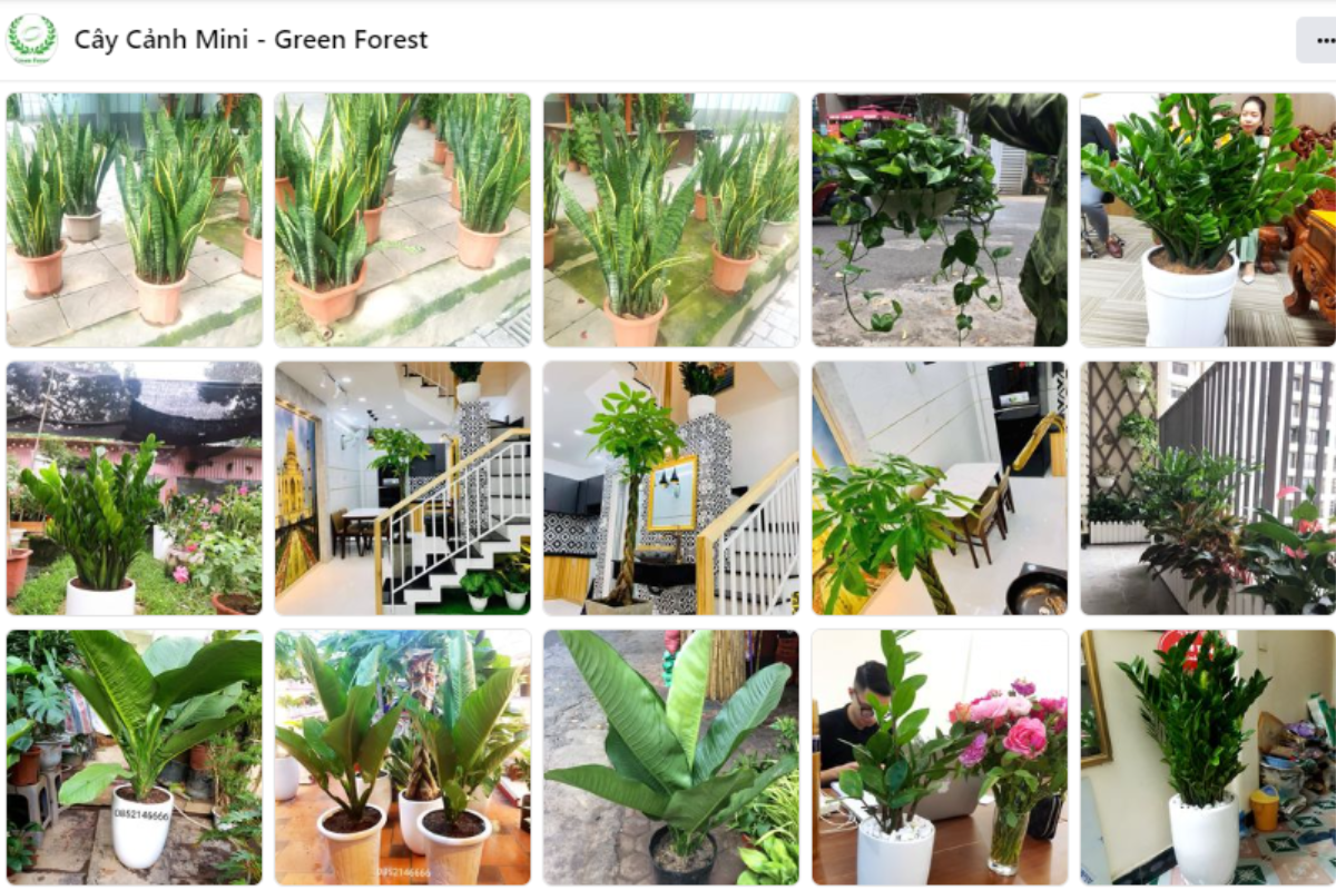 Mini Green Shop cung cấp cây để bàn giám đốc