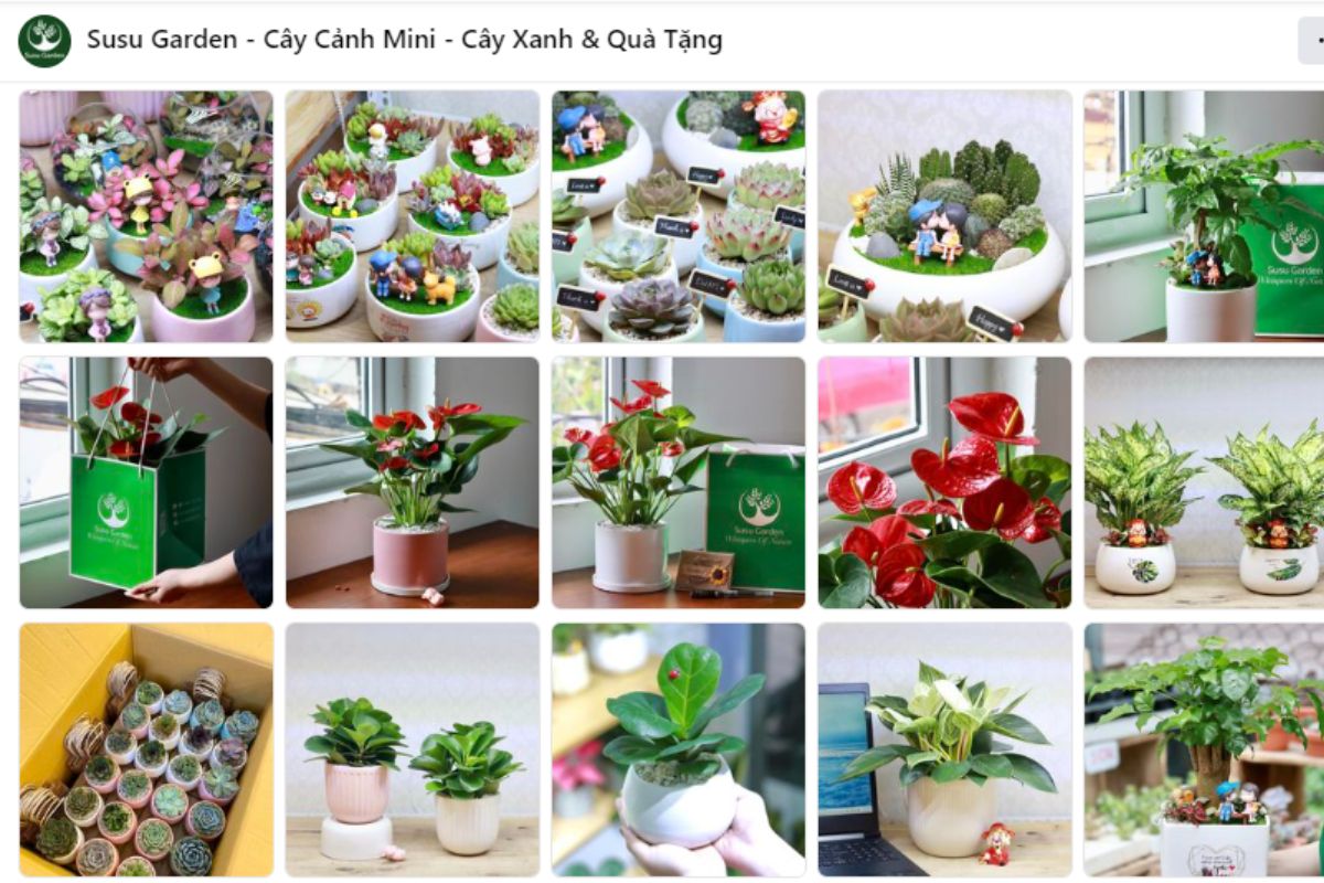 Susu Garden- Địa chỉ mua cây cảnh mini để bàn chất lượng