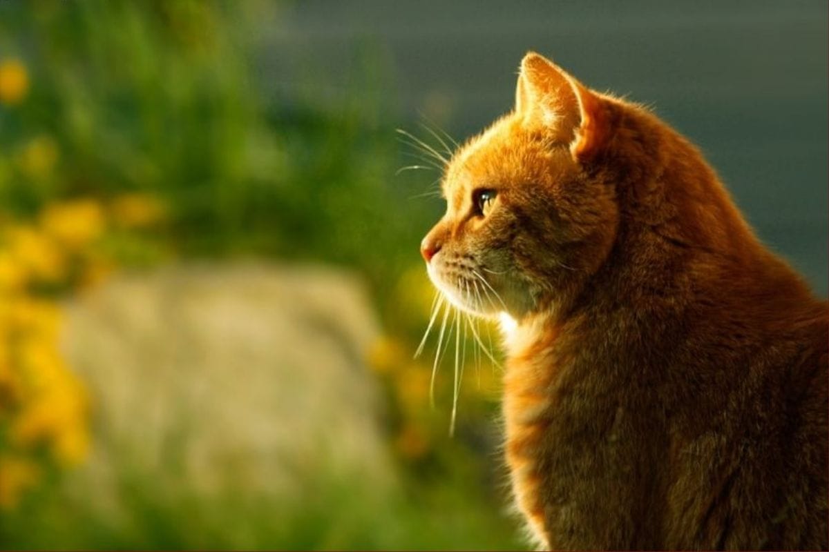 Tìm hiểu về người tuổi Mão