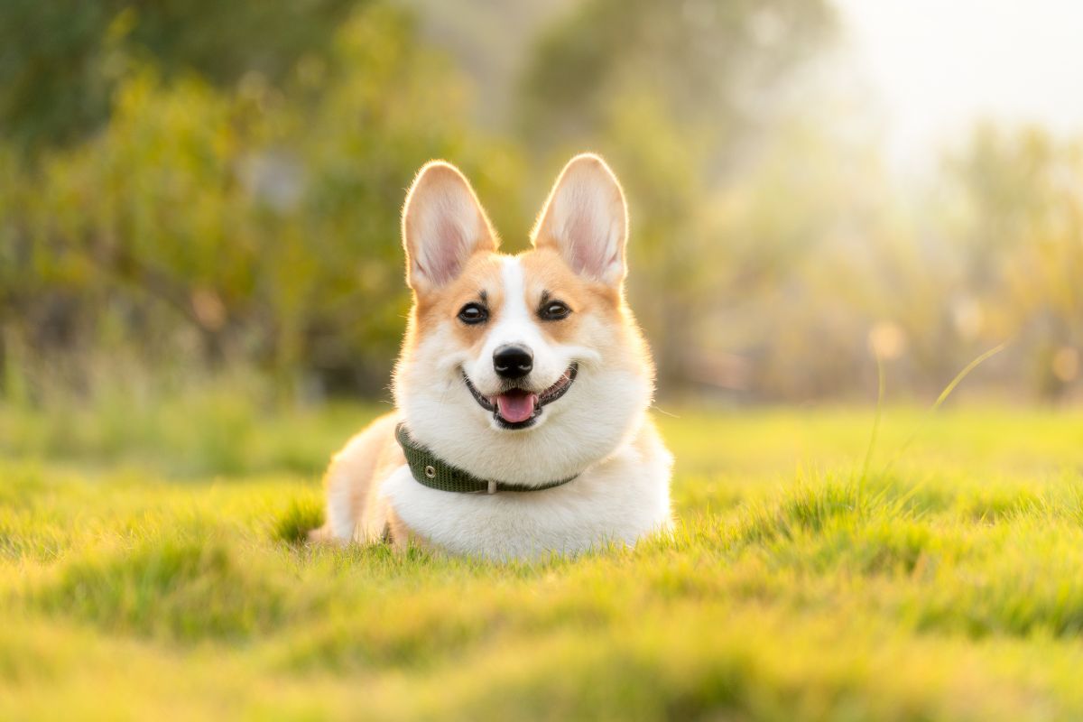 Tìm hiểu về người tuổi Tuất