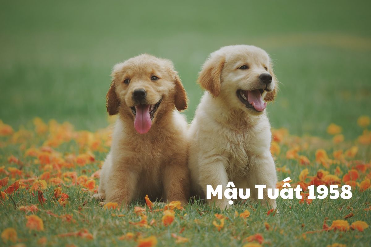 Tìm hiểu về người tuổi Mậu Tuất