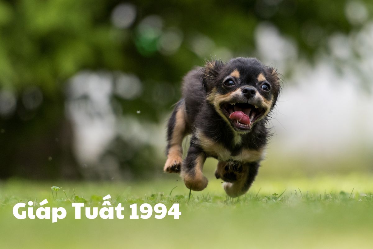Tìm hiểu về người tuổi Giáp Tuất