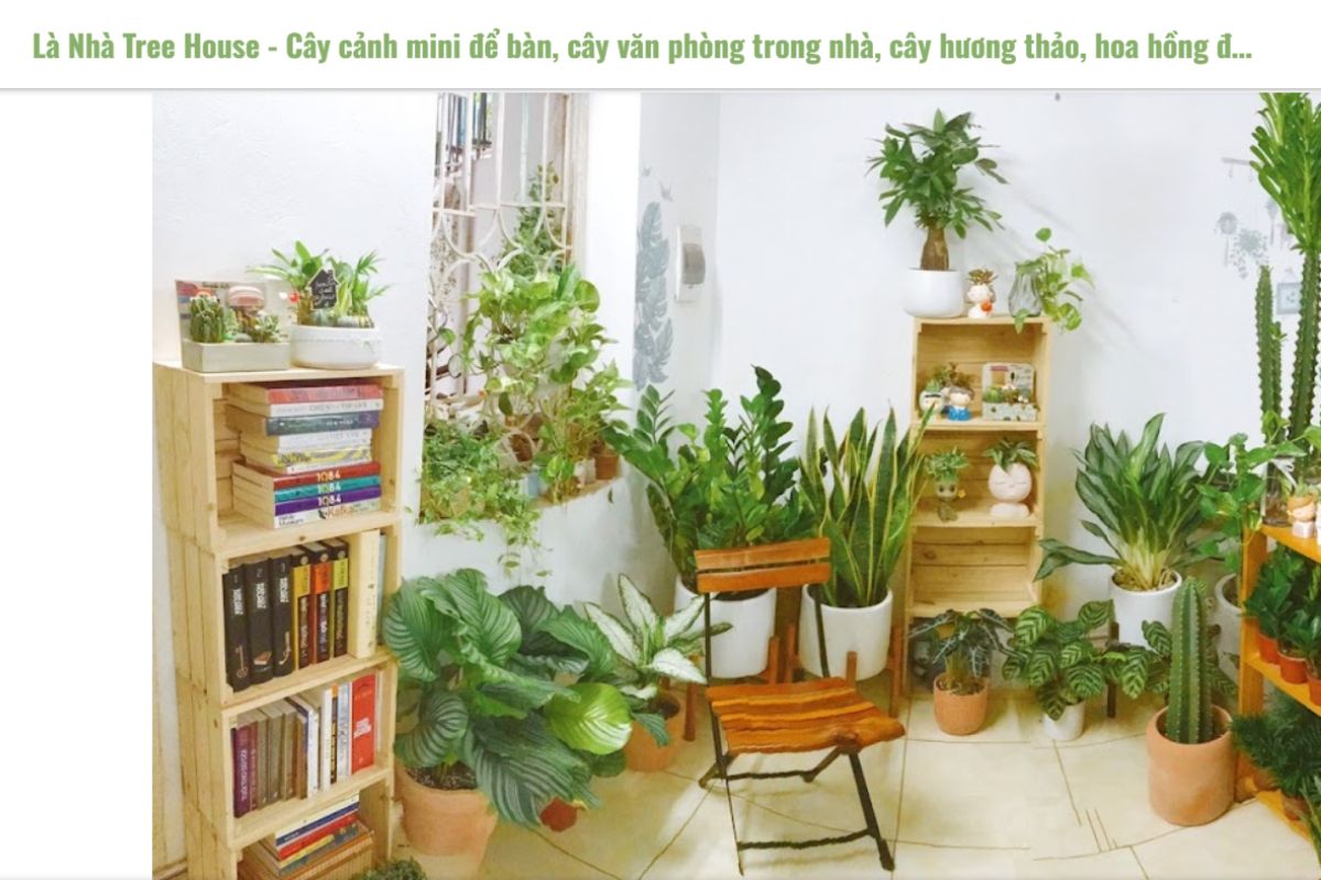 Là Nhà Tree House - Cửa hàng cây cảnh để bàn làm việc