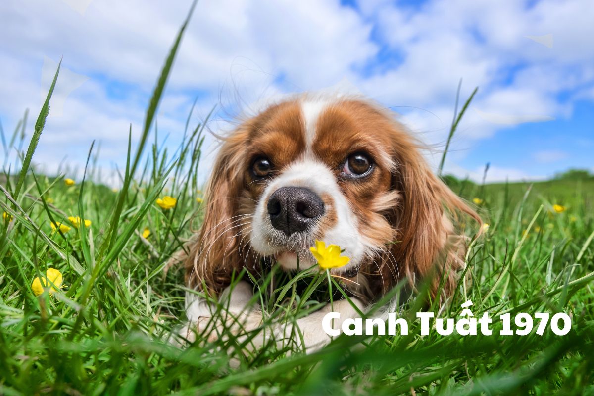 Tìm hiểu về người tuổi Canh Tuất