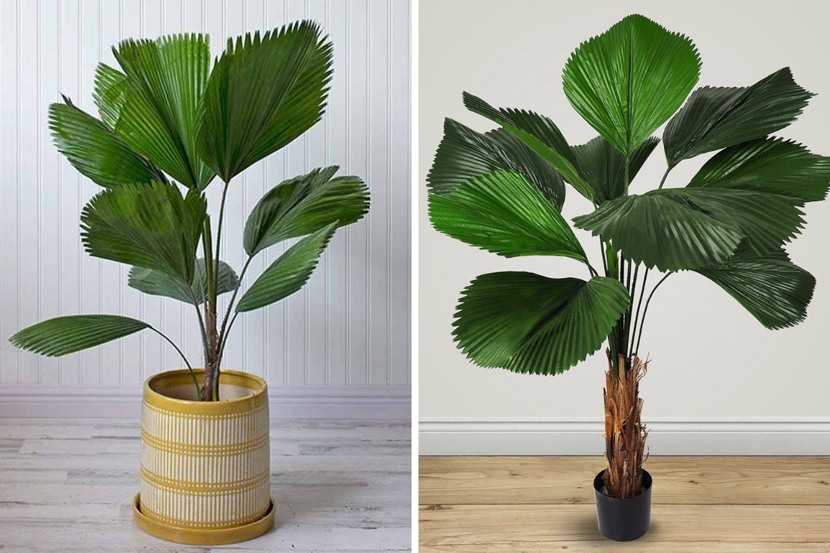 Cây cọ nhật decor phòng họp, hội nghị
