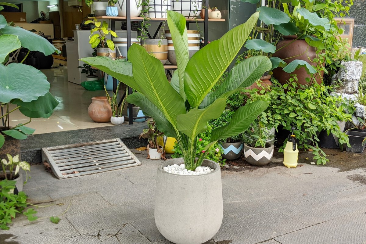Cây đại phú gia decor phòng họp